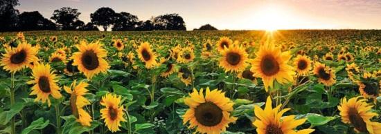 nos variétés de tournesol - Syngenta