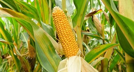 SY Fleming vroege mais met hoge opbrengst silo en korrel geen zwakheden