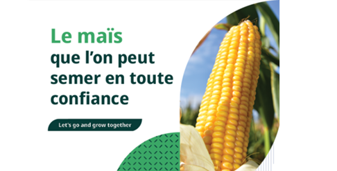   Aperçu des variétés de mais et informations sur, par exemple, les variétés dentées vs cornées et les pratiques culturales.