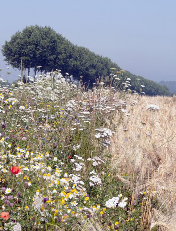 Biodiversity artikel banner 002