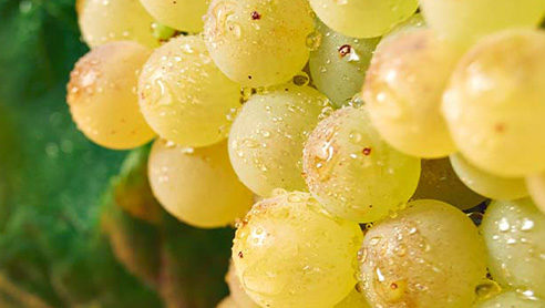 Druiven voor wijnbouw
