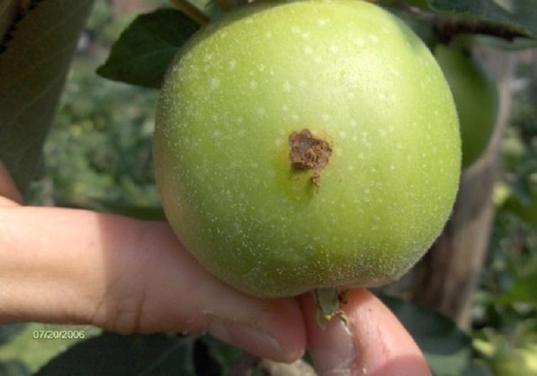 Fruitmot inboring