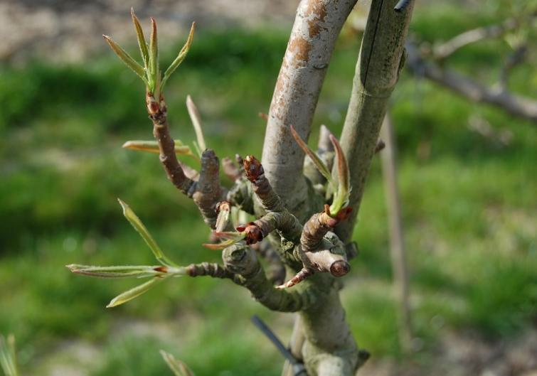 Ziektebestrijding in appel