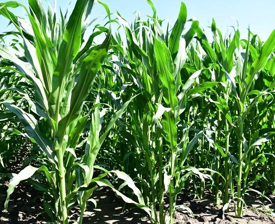 SY Benco zeer vroeg ras voor silomaïs en korrel  (dubbeldoelmais) hoog zetmeelgehalte en prima verteerbaarheid  goede verhouding opbrengst-vroegheid  zeer stevig en uitstekende landbouwkundige kenmerken