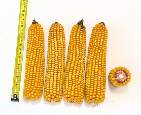 SY Brenton, dubbeldoel vroeg Syngenta maisras met goede verhouding opbrengst-vroegheid 