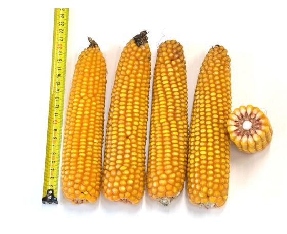 SY Skandik vroeg top maisras van Syngenta  voederwaarde (VEM, verteerbaarheid en zetmeel) 