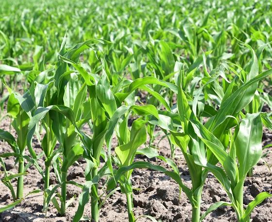 SY Fermin nieuw Syngenta maisras, vroeg dubbeldoelras, goed toleranties tegen ziekten en legering. Zeer hoog zetmeelgehalte
