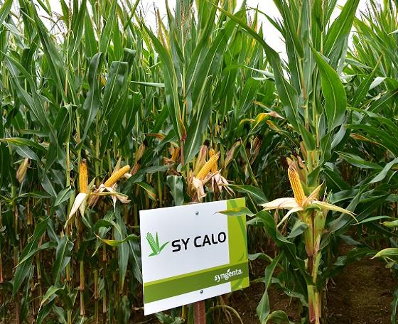 SY Calo Syngenta Mais zeer stevig vroeg maisras met hoog zetmeelgehalte en prima verteerbaarheid