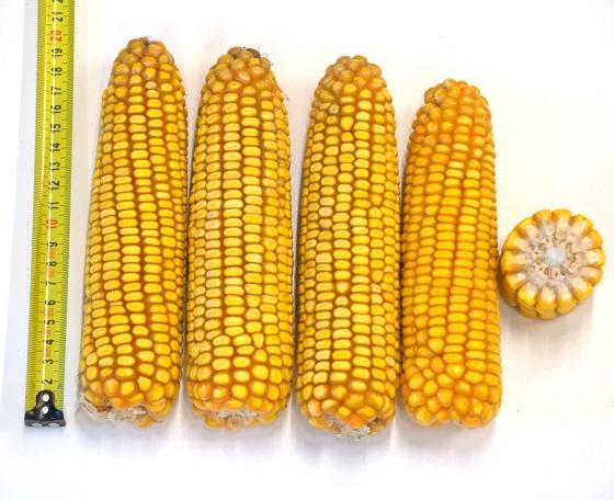 SY Talisman Syngenta vroeg maisras  topresultaten in Benelux en Duitsland , zeer hoge opbrengsten