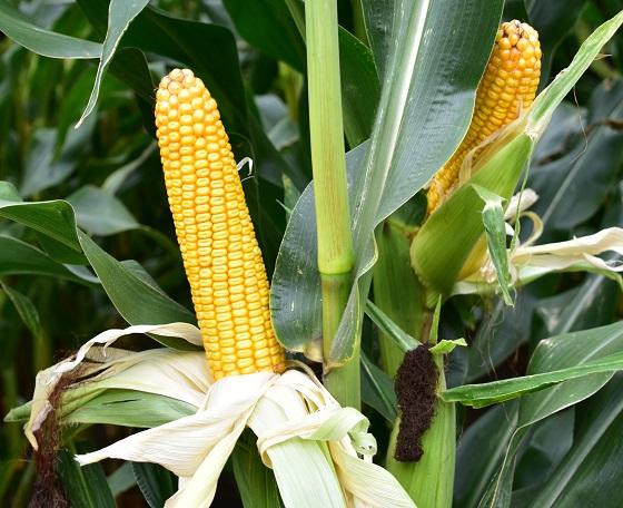 SY Talisman Syngenta vroeg maisras  topresultaten in Benelux en Duitsland , zeer hoge opbrengsten