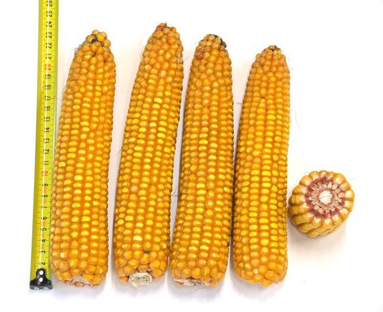SY Feronia - nieuwe opbrengsttopper, Powercell ras Syngenta silomais, zeer hoge plantverteerbaarheid