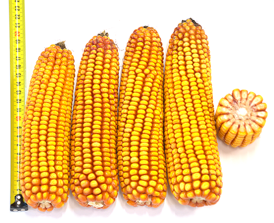 SY Impulse, halfvroege snijmais van Syngenta, kolven met Dentkarakter, zeer stevig