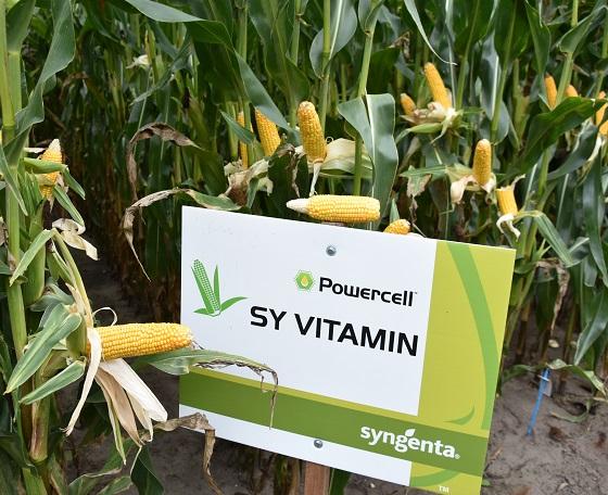 SY Vitamin dubbeldoelmais syngenta zeer stabiele opbrengsten, goede voederwaarde VEM en zetmeel
