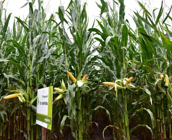 SY Amfora zeer stabiele opbrengsten op verschillende grondtypes silomais van Syngenta. ook geschikt voor CCM/MKS