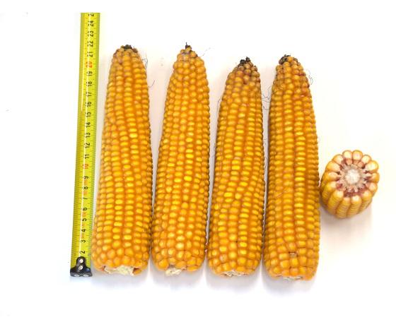 SY Dakini allerhoogste VEM van de middenvroege mais van de rassenlijst, Syngenta. Zeer stevig
