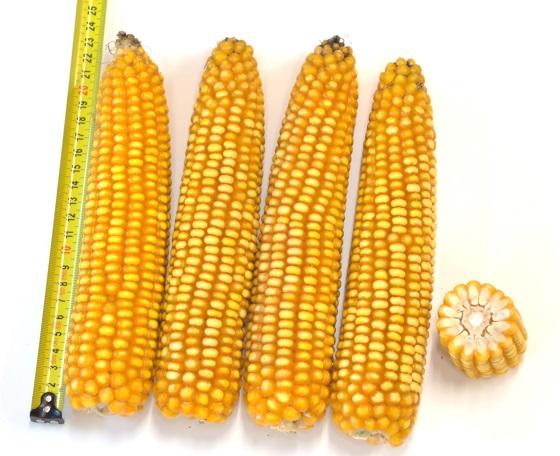 SY Amfora dubbeldoelmais syngenta - zeer stabiel halfvroeg ras