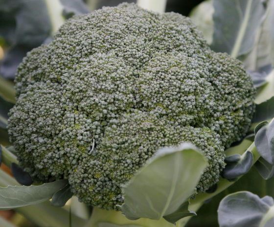 Groentenplatform Broccoli