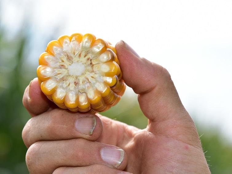 SY Cosmos, vroege dubbeldoelmais van Syngenta, voor uitstekende voederwaarde