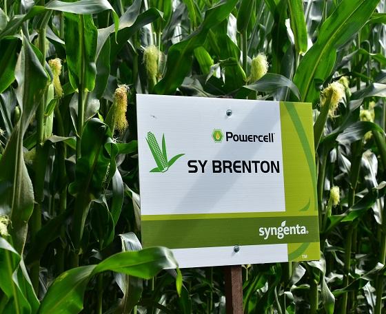 SY Brenton gezonde stevige korrelmais, laagste droogkosten, kan ook als zetmeelras, powercell