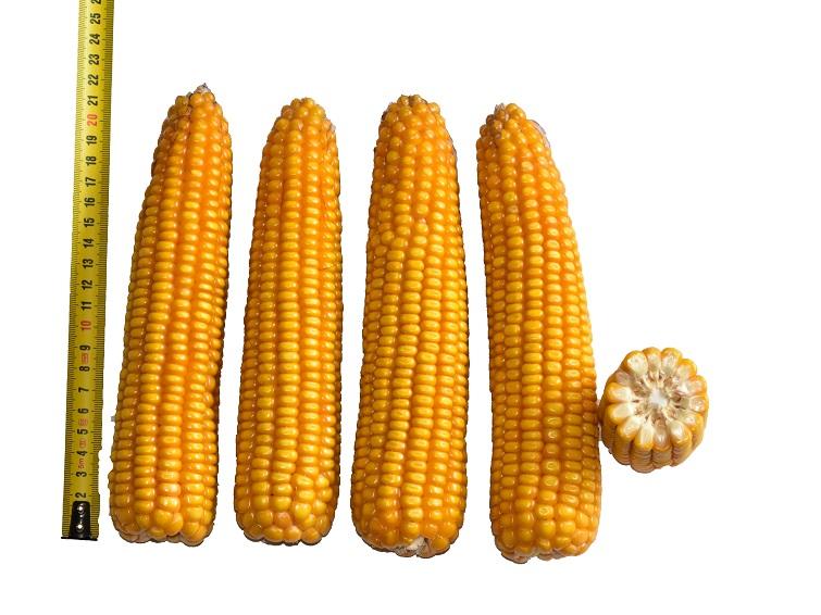 SY ALtess: maïs ensilage de masse • potentiel de rendement très élevé