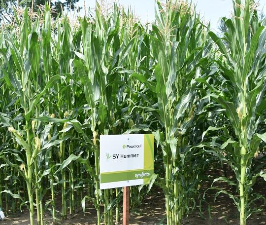 SY Hummer, Powercell ras, lang en massaal gewas, mooie look • grote regelmaat in opbrengst