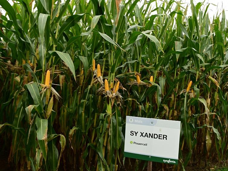 SY XANDER, OOGSTZEKER EN GEZOND POWERCELL RAS- STAY GREEN