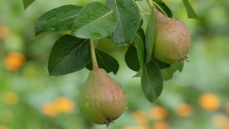 1132x637_bnl_peren_in_juni