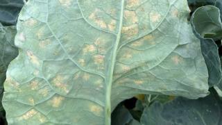 Close-up van een groen blad met geelachtige vlekken en nerven