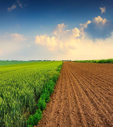 Akker met groen graan en omgeploegde aarde onder bewolkte lucht, met zaai-icoon en tekst