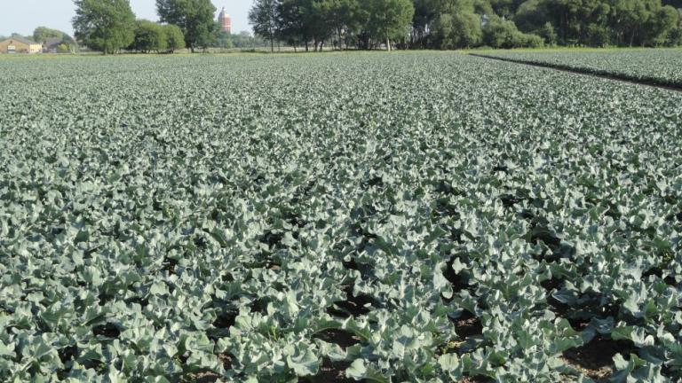 Broccoliveld