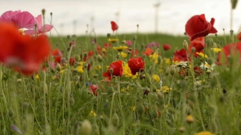 Operation pollinator bloemenstrook
