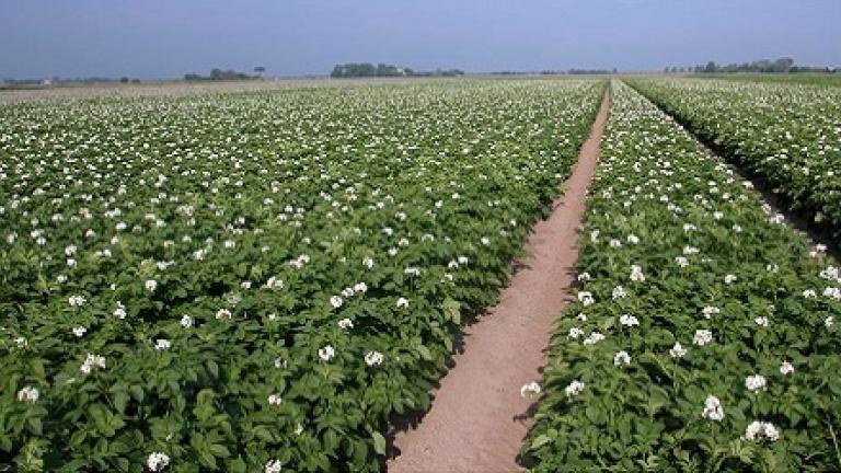 Aardappel in bloei