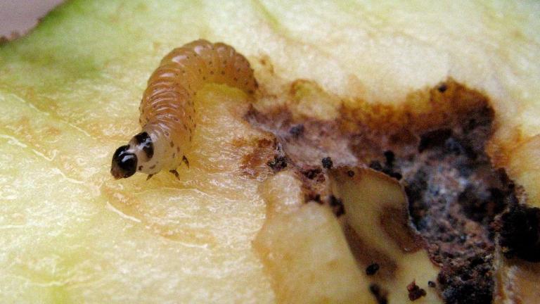 Voorkom problemen met afzet appel en peer en bestrijdt fruitmot met Affirm