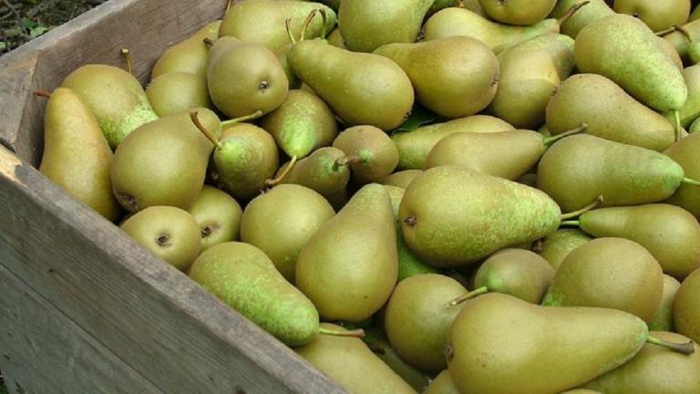 Conference peren in fruitkist