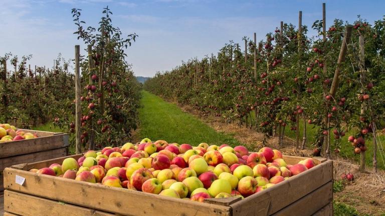 Appel