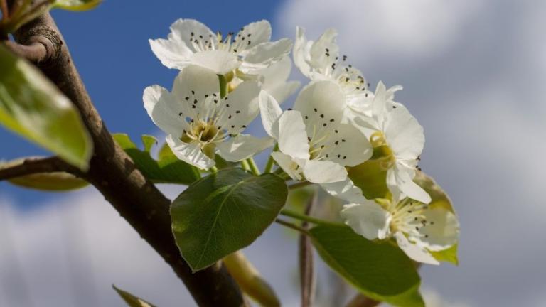 Perenbloesem in the sunshine