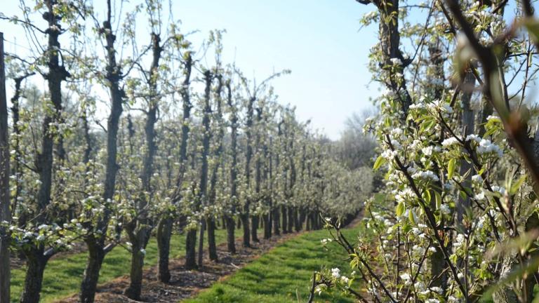 Perenbloesem in Sint- Truiden