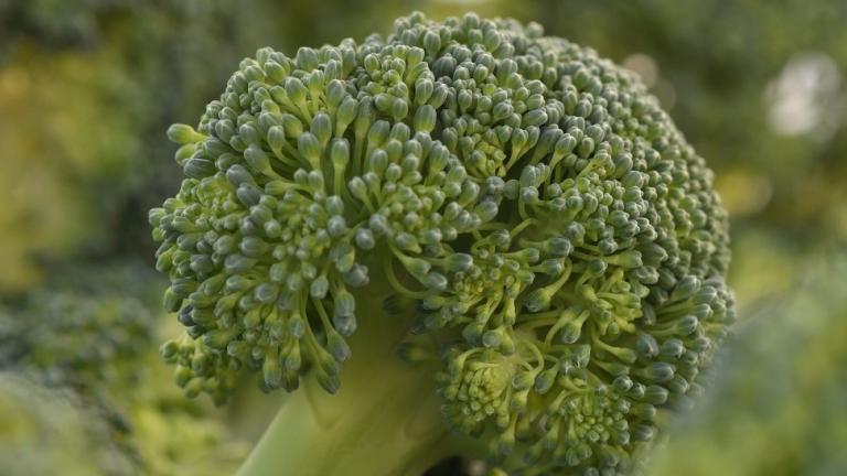Broccoli