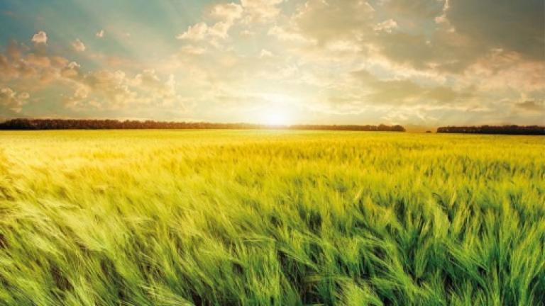 La nouvelle technologie hybride de Syngenta qui vous permet d’augmenter chaque année significativement votre rendement.