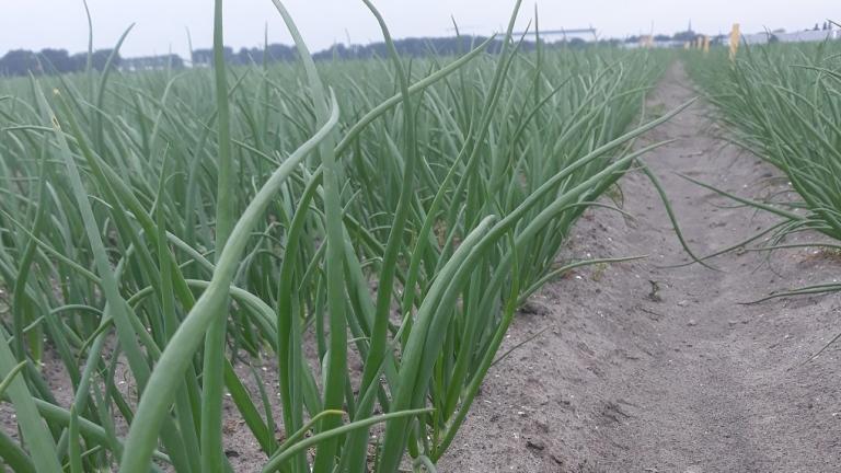 Veld