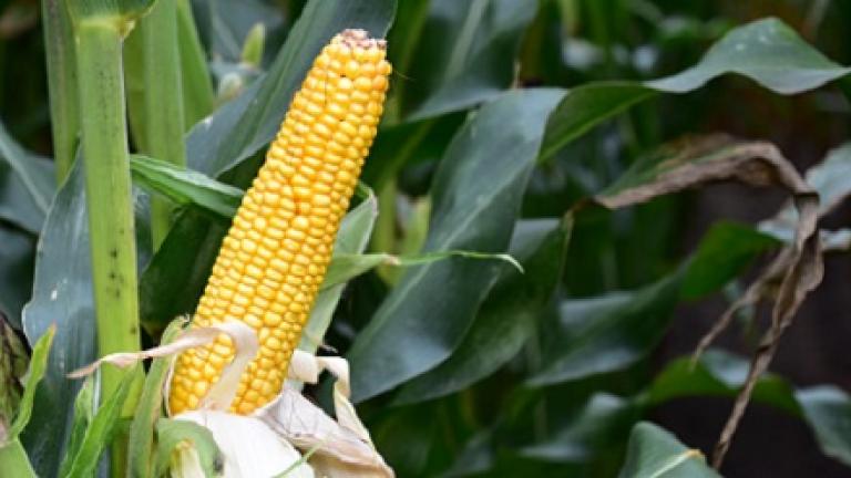 SY Fermin Syngenta vroeg maisras met goed toleranties tegen bladziekten en legering