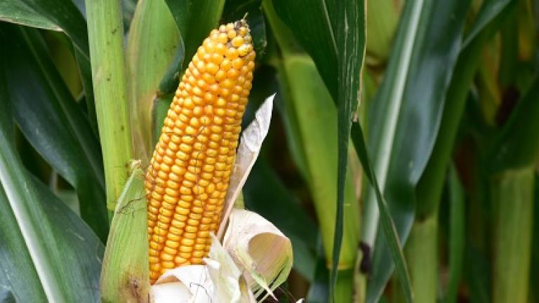 SY Invictus is een massale silomais met zeer hoge opbrengsten Syngenta