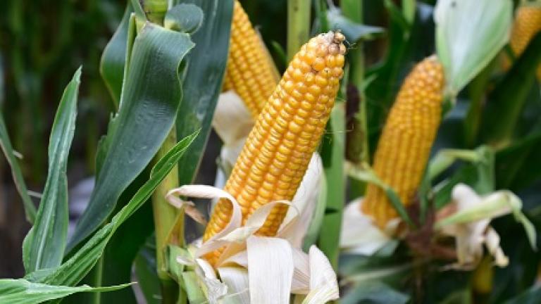 SY Silverbull zeer (ultra)vroeg Syngenta dubbeldoel maisras ccm/mks, korrel en silo