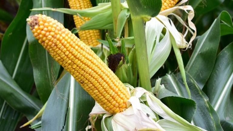 SY Calo Landbouwkundig excellent  vroeg maisras van Syngenta met hoge korrelopbrengsten. Goede tolerantie tegen maiskopbrand