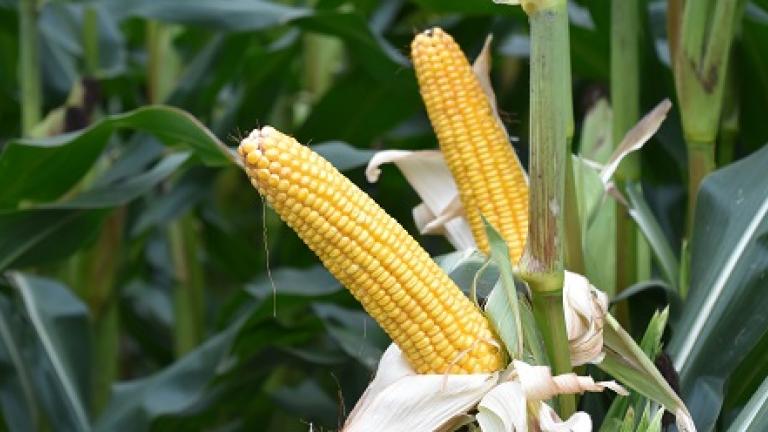 SY Nomad, topvoederwaaarde  en opbrengst. halfvroege silomais Syngenta