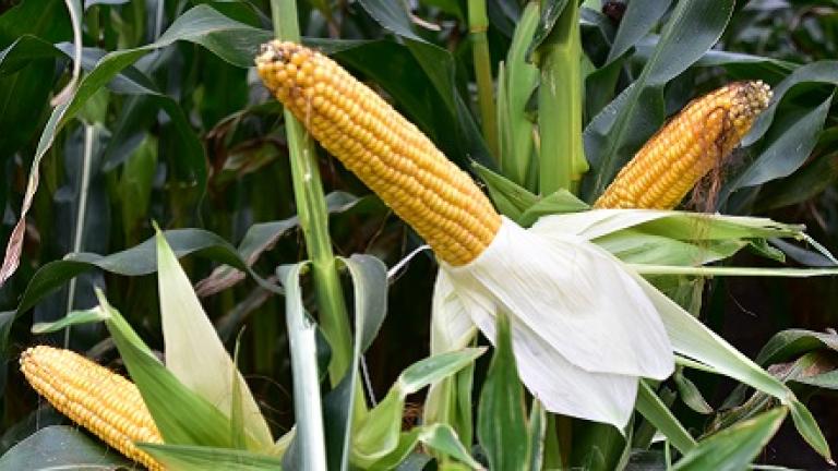 SY Amfora zeer stabiele opbrengsten op verschillende grondtypes silomais van Syngenta. ook geschikt voor CCM/MKS