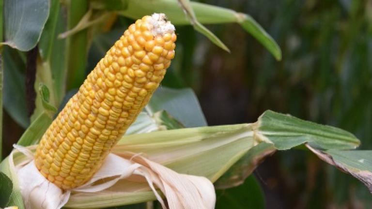 SY Vitamin dubbeldoelmais syngenta 