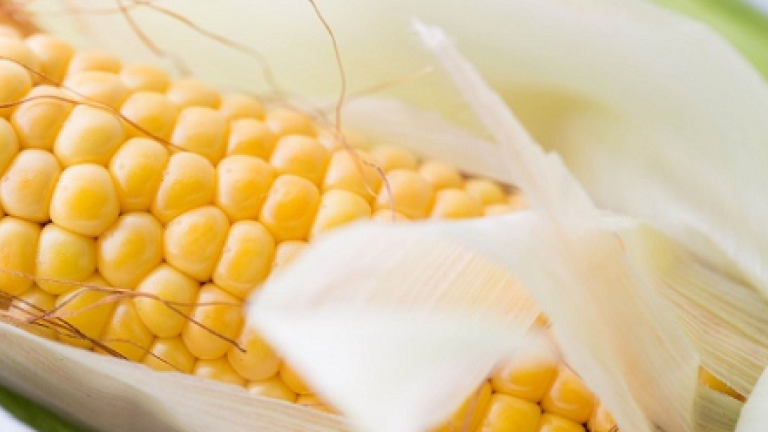 mais varietes precoce de Syngenta pour le meilleur resultat