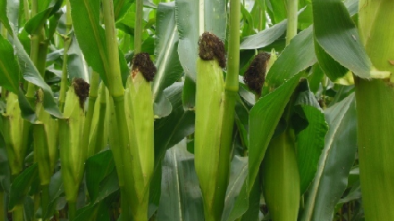 Variétés maïs Syngenta demi-précoce