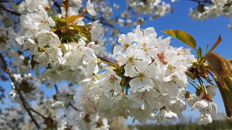 1024x573_bnl_perenbloesem_in_haspengouw